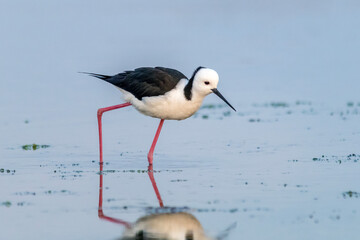 Obraz premium Pied Stilt in Profile on Tidal Flat (Himantopus leucocephalus) 