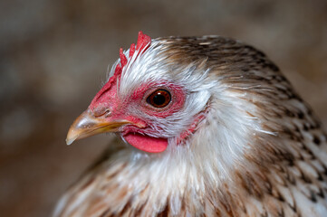 Close up of hens head and clear eye