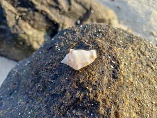 A small, delicate seashell with a pointed tip and orange markings resting on a textured, dark rock...