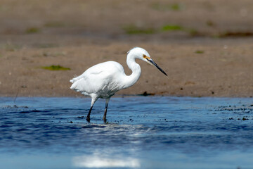 Little Egret - in coastal tidal flats (Egretta garzetta)
