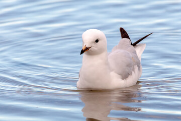 Silver Gull Floating on Calm Water Surface (Chroicocephalus novaehollandiae)
