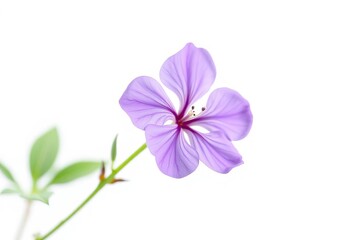 Single lavender geranium blossom, delicate petals, vibrant purple, isolated on pure white,  high resolution,  white background