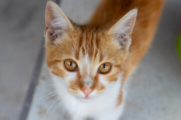Small stray kitten, ginger and white close-up face