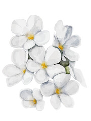 Jasmine watercolor