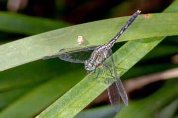 Chalky Percher (Diplacodes trivialis) - Australian Dragonfly In Swamp Habitat