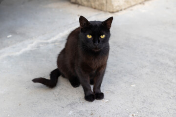 black street cat close-up portrait outdoors