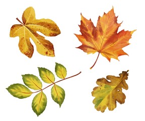 Diverse autumn leaves showcasing vibrant colors and textures in a natural setting during fall season