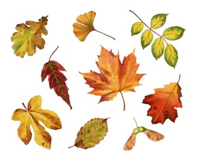 Colorful autumn leaves variety showcasing nature's beauty and seasonal transition in a vibrant composition