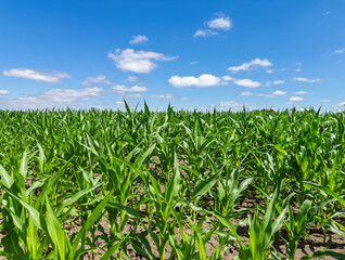 A vibrant agricultural scene of a lush green cornfield in early summer. Healthy maize crops growing in fertile soil on a sunny day.A symbol of growth, farming, and food production