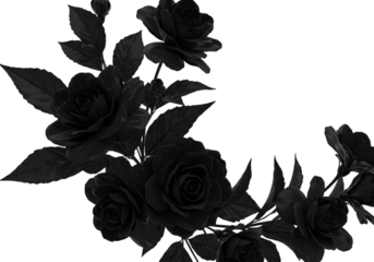Illustration Black Rose Flowers on Transparent Background Floral Bloom