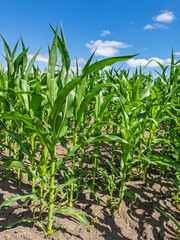Expansive view of a young corn crop reaching for a bright blue sky on a perfect summer day. A symbol of growth, farming, and food production