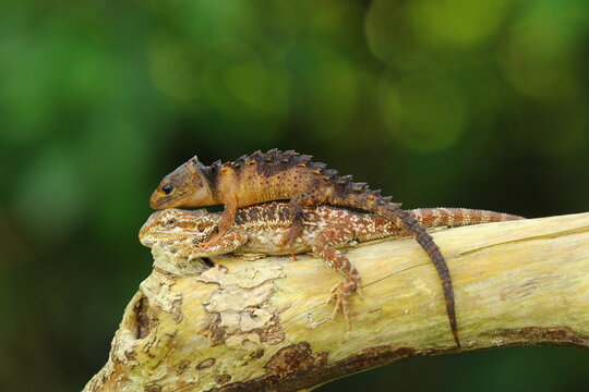 Tribolonotus gracilis, commonly known as the red-eyed crocodile skink or New Guinea crocodile skink and central bearded dragon - Powered by Adobe