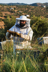 Beekeeper holding honeycomb frame in apiary during honey harvest