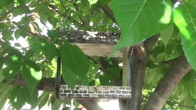 A beautiful handmade bird feeder hangs on a tree among swaying leaves in a park. Caring for birds and the environment is every person's duty