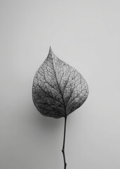 leaf on black