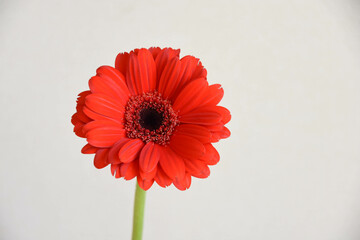 赤いガーベラ