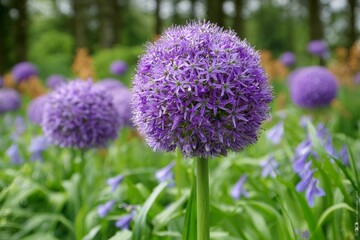Obraz premium Majestic Allium giganteum Blooms with Vibrant Purple Umbels in a Beautiful Spring Garden Landscape