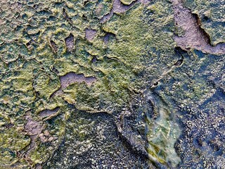 Obraz premium Cracked Mud Texture with Green Algae – Dried Earth Surface Background