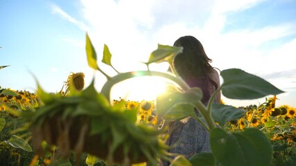 Carefree girl running through sunflowers field with bright sunset at background. Young woman having fun jogging along meadow and enjoying freedom. Beautiful summer evening. Back view - Powered by Adobe