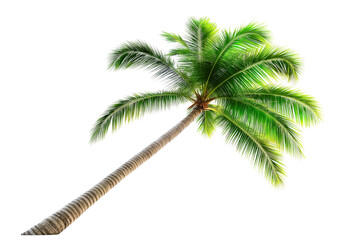 Tropical palm tree, cut out, transparent background