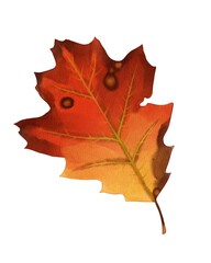 Leaf showcasing vibrant autumn colors with shades of orange and yellow captured against a white background