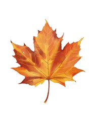 Bright orange maple leaf showcasing autumn colors against a white background during fall season