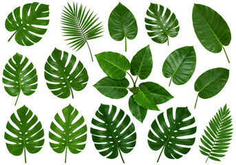 Illustration Green Leaves Collection Tropical Botanical Foliage Background