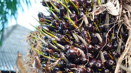 Large fresh palm oil bunch.
