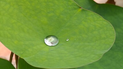Water drop on green lotus leaf.