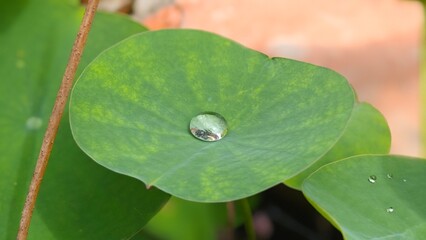 Water drop on green lotus leaf.