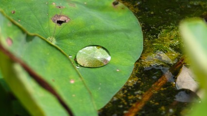 Water drop on green lotus leaf.