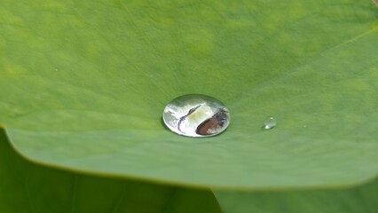 Water drop on green lotus leaf.