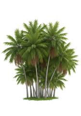 Fototapeta premium Illustration Group of Tropical Palm Trees Isolated on Transparent Background