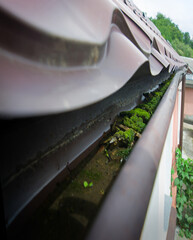 Dirty gutter under the roof clogged with moss and debris