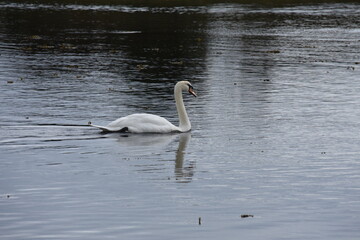 A graceful white swan glides calmly across a reflective, still body of water, surrounded by scattered bits of floating vegetation.