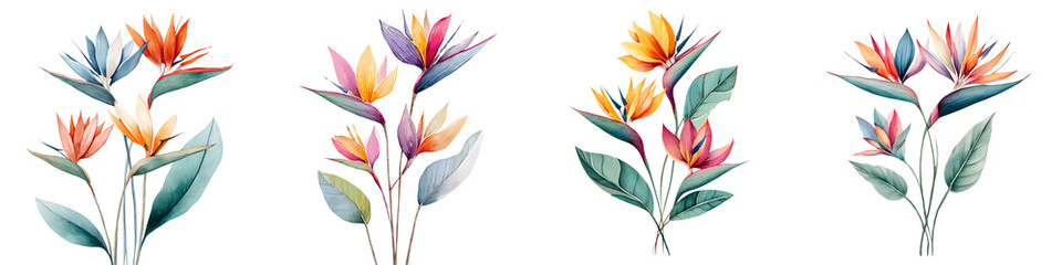 Vibrant Watercolor Bird of Paradise Flowers Collection on White Background