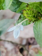 Detailed view of lush green leaves showcasing intricate textures and vibrant foliage in daylight.