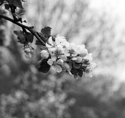 Cute flowers on the branch