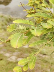 Detailed view of lush green leaves showcasing intricate textures and vibrant foliage in daylight.