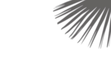 Radiant long-leaf palm cast shadow in curved radial direction — high-contrast soft PNG background overlay design element