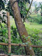 Various green trees in the village. Lush rural landscape with diverse tree types
