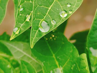 Detailed view of lush green leaves showcasing intricate textures and vibrant foliage in daylight.