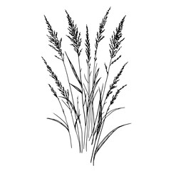Fototapeta premium Dry branches, marsh grass and bushes, black and white sketch. Vector illustration. Reeds and forest grasses isolated on a white background. The theme of nature, flowers and summer