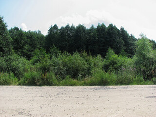 Summer landscape with pine trees and road in the middle of the forest