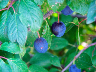 Ripe black plums on a branch with green leaves in the garden