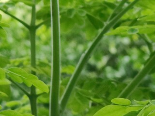 Detailed view of lush green leaves showcasing intricate textures and vibrant foliage in daylight.