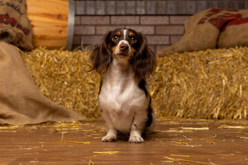 Cavalier King Charles Spaniel in Rustic Barn Scene