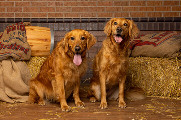 Two Golden Retrievers in Rustic Barn Portrait