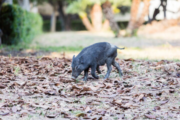 Jabal&iacute; macho caminando en el parque