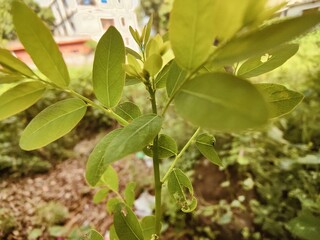 Detailed view of lush green leaves showcasing intricate textures and vibrant foliage in daylight.